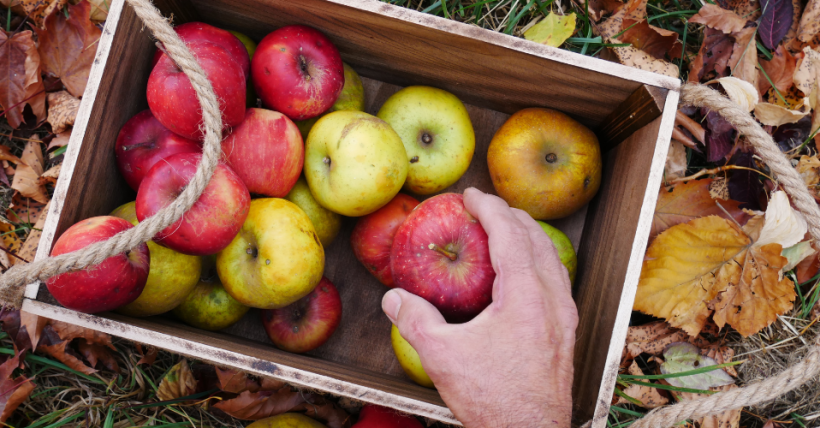 Best Places to Go Apple Picking This Fall